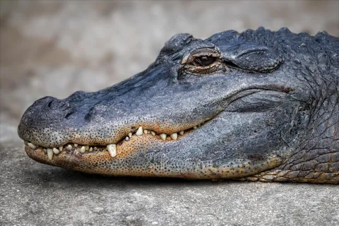 An alligator smiling.