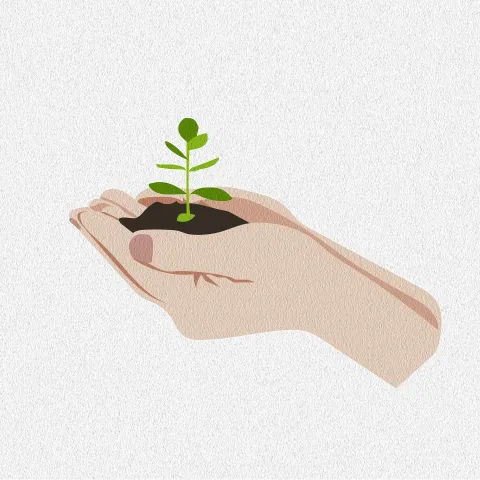 hands holding a seedling