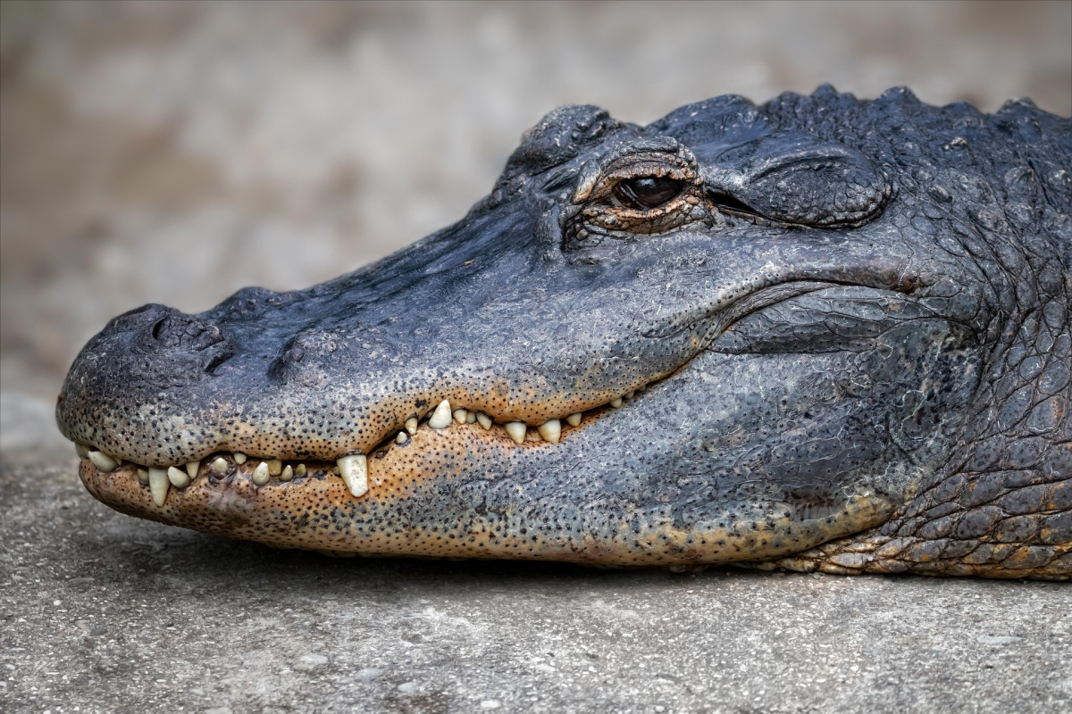 An alligator smiling.