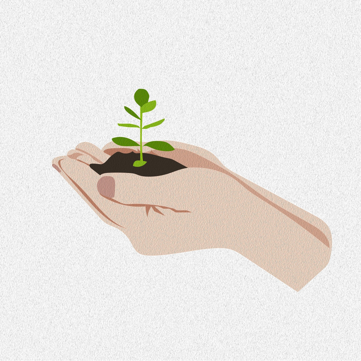 hands holding a seedling